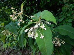 Image of poke milkweed