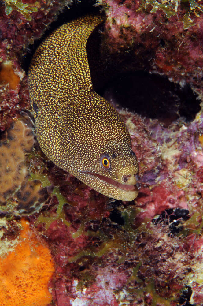 Image of Bastard Eel