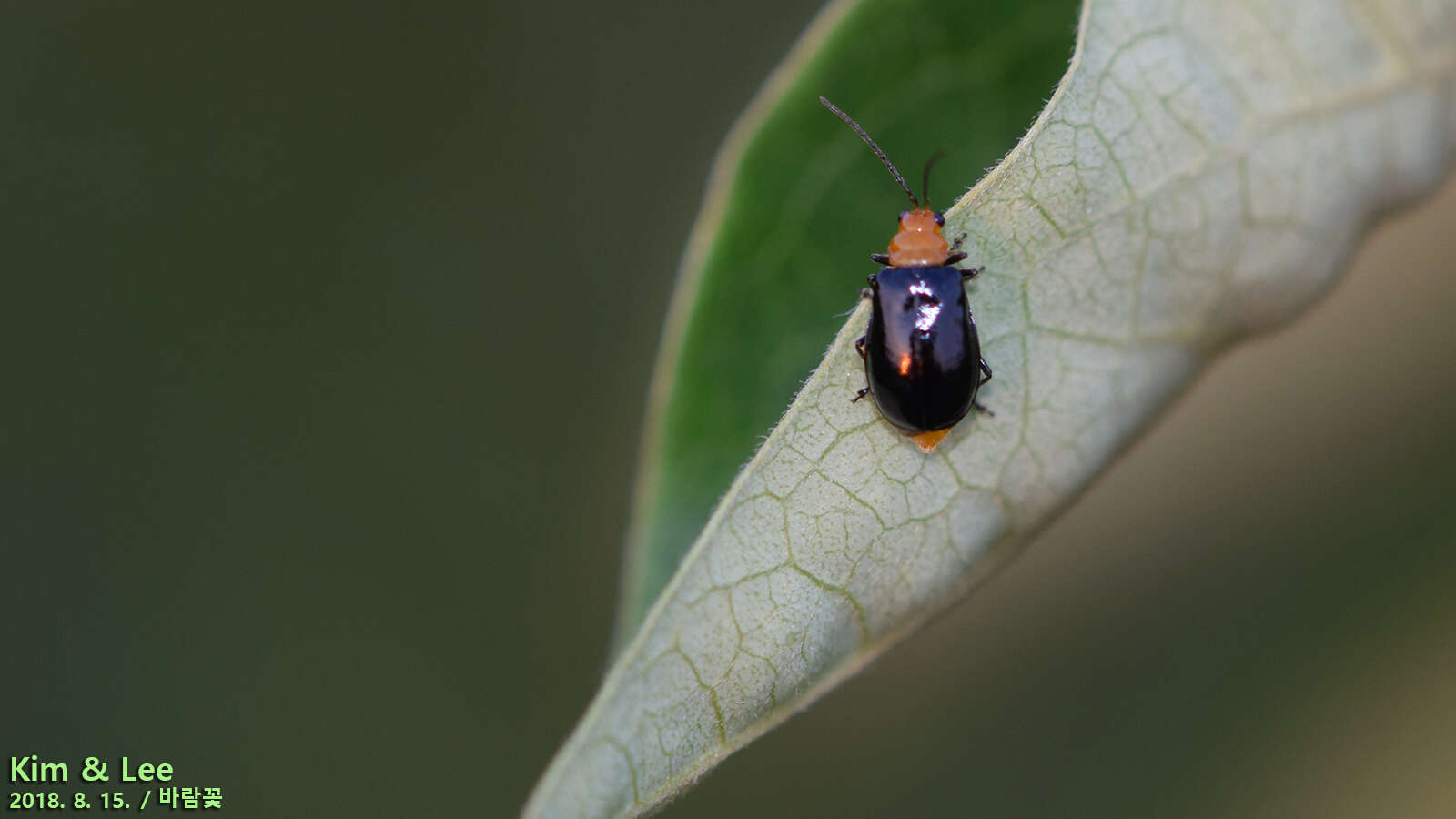 Image of <i>Aulacophora nigripennis</i>