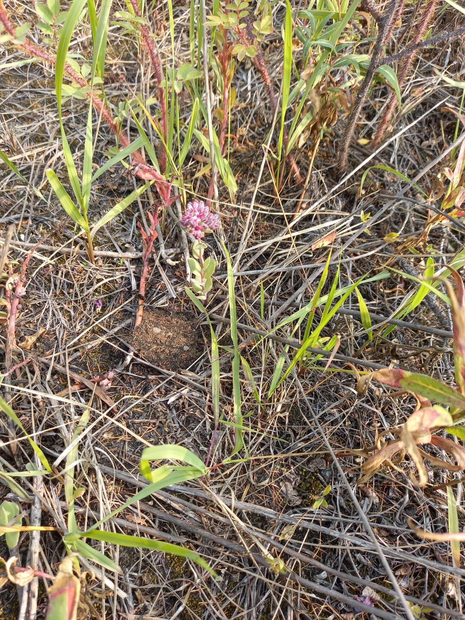 Image de Hylotelephium telephium subsp. telephium