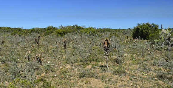 Image of Aloe bowiea Schult. & Schult. fil.