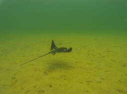 Image of Common Eagle Ray