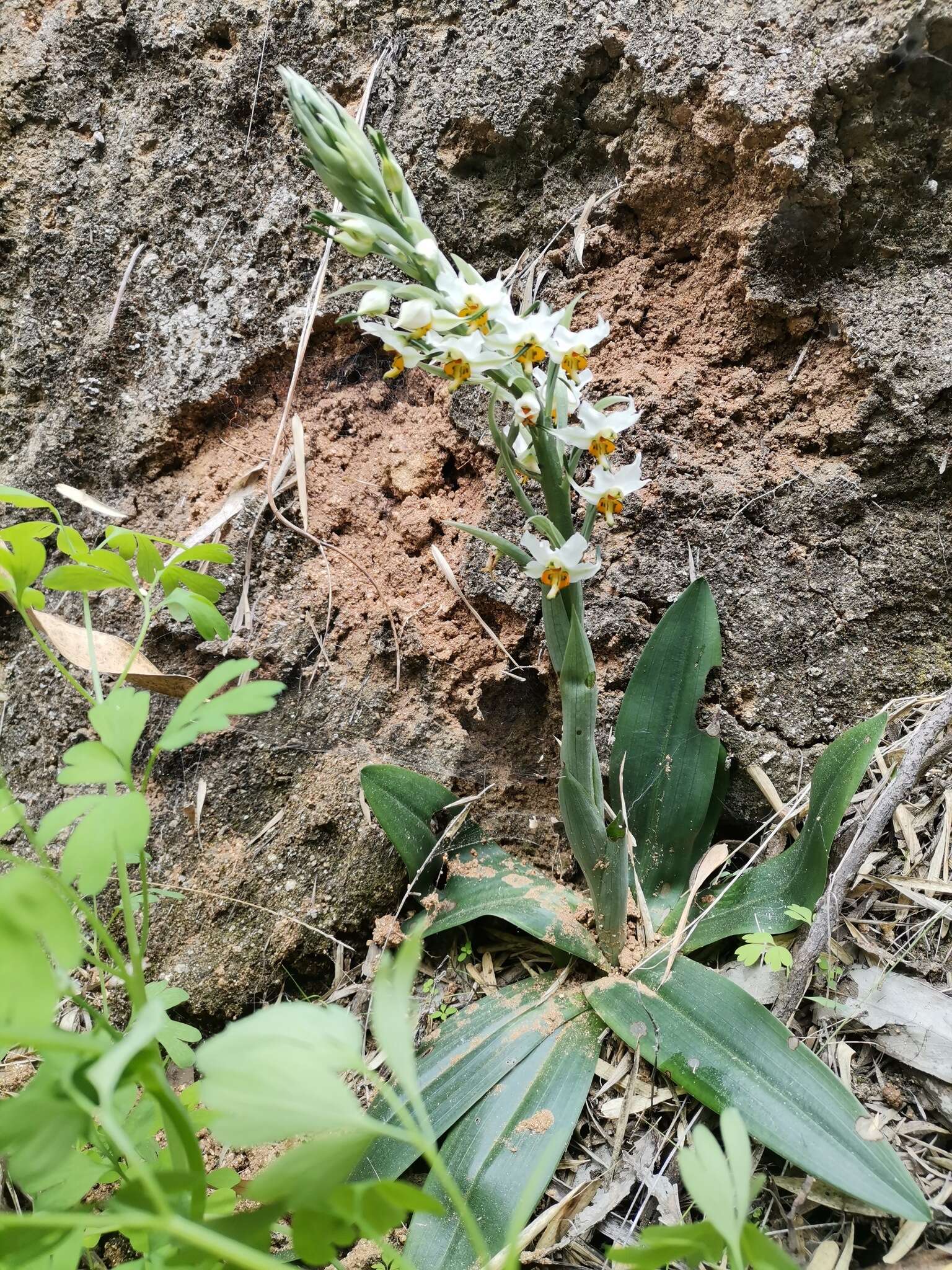 Plancia ëd Gavilea longibracteata (Lindl.) Sparre ex L. E. Navas