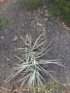 Image of Tillandsia duratii Vis.