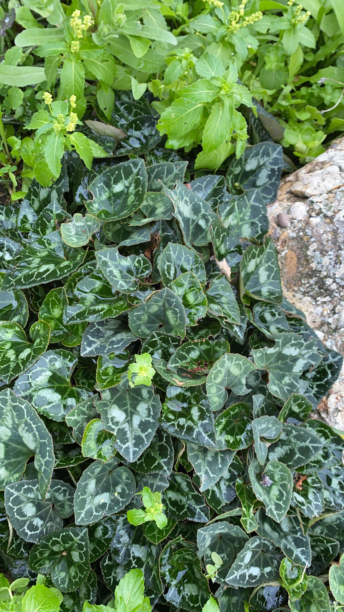 Image of Cyclamen graecum subsp. graecum