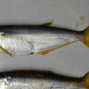 Image of Yellowfin herring