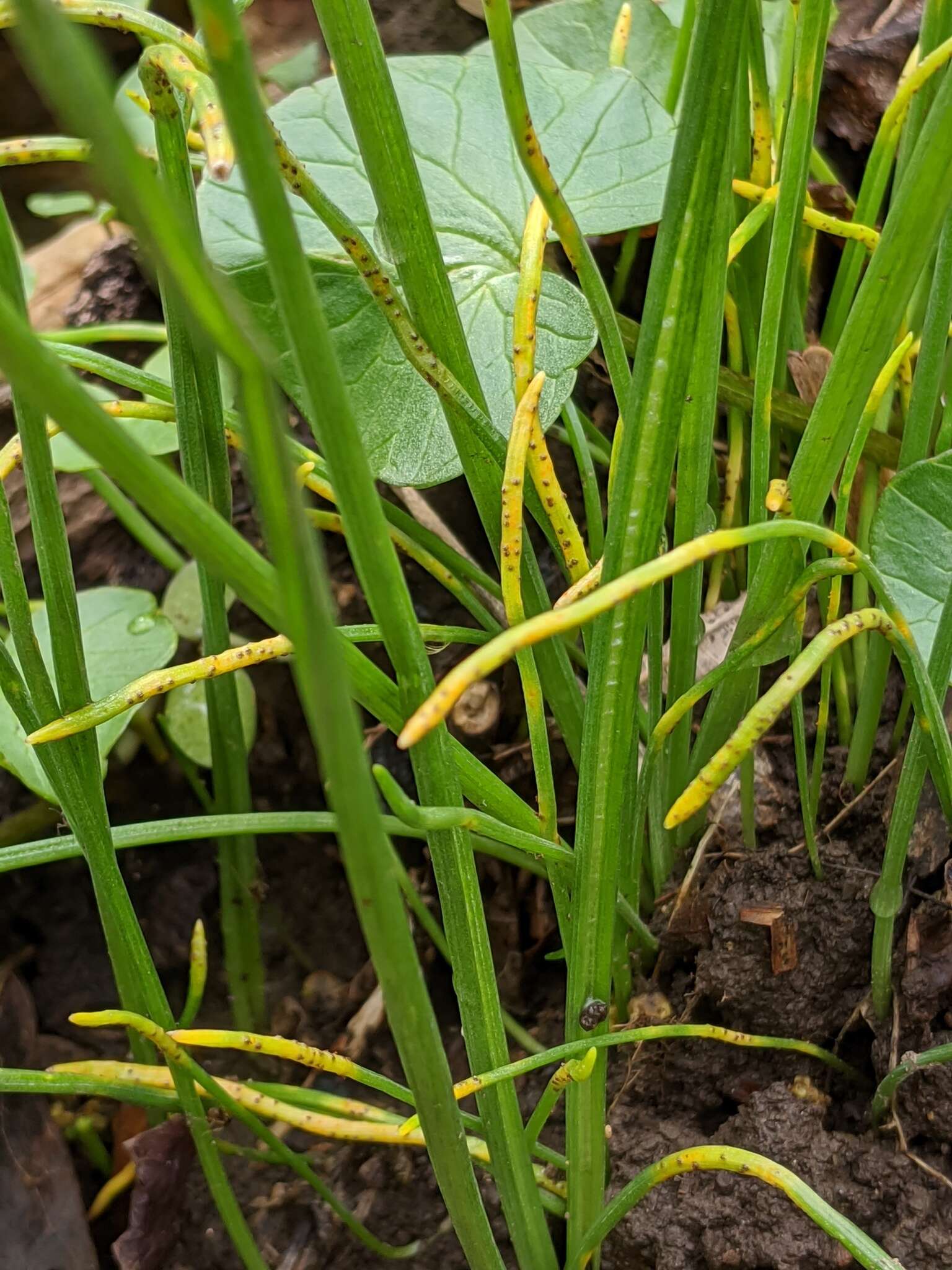 Image of Puccinia liliacearum Duby 1830