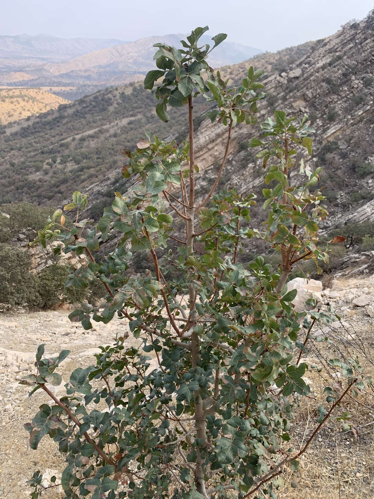 Image of Pistacia khinjuk Stocks ex Stocks