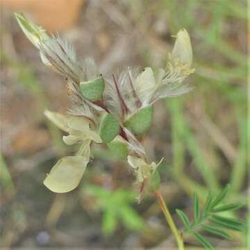 Image of nineanther prairie clover