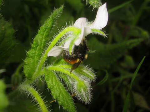 Image of Bombus robustus Smith 1854