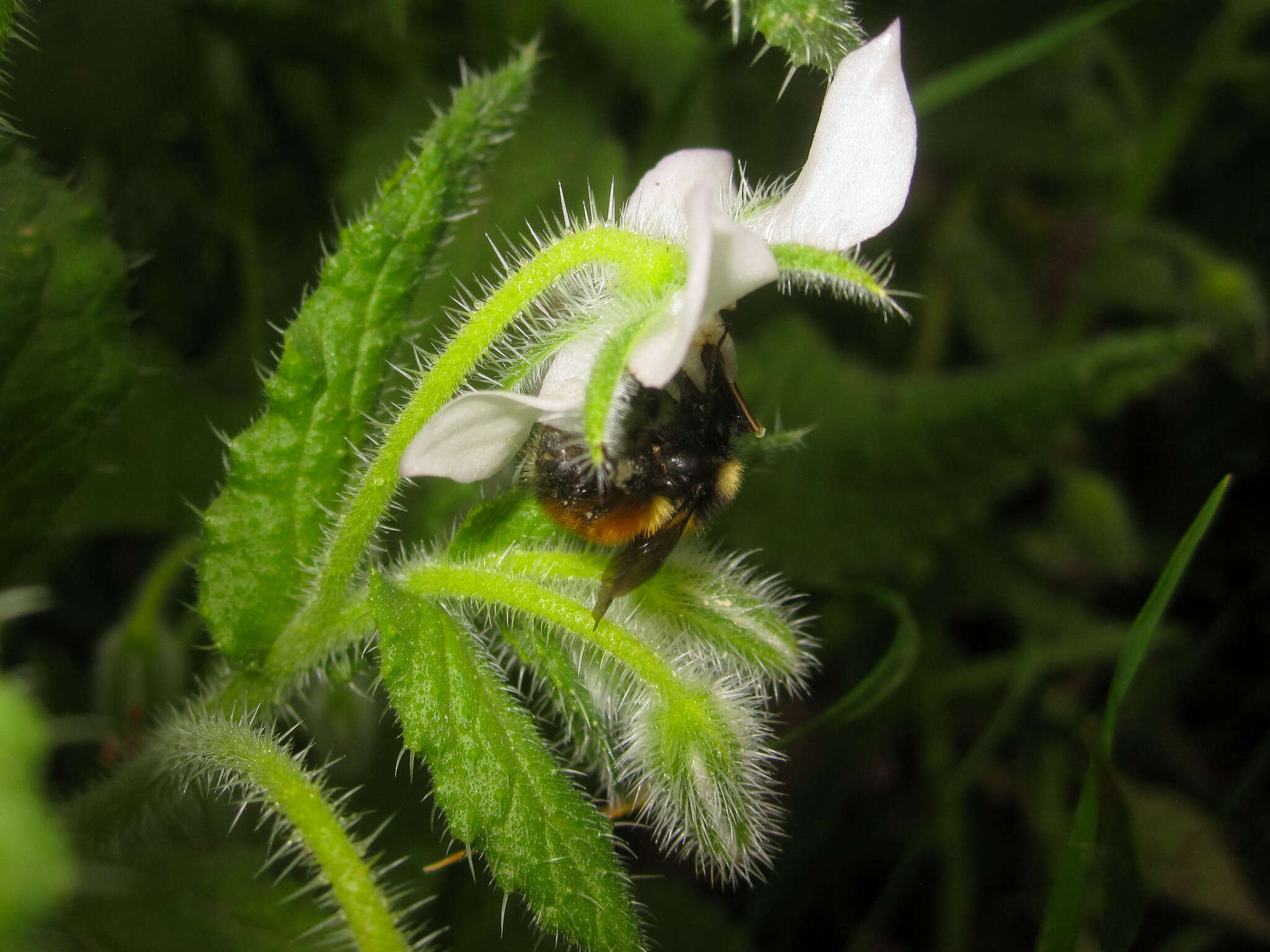 صورة Bombus robustus Smith 1854