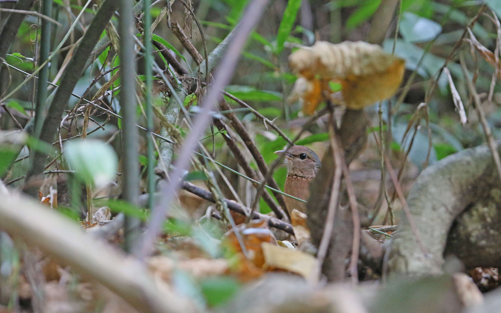 Image of Blue-rumped Pitta