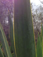 Image of Yucca cernua E. L. Keith