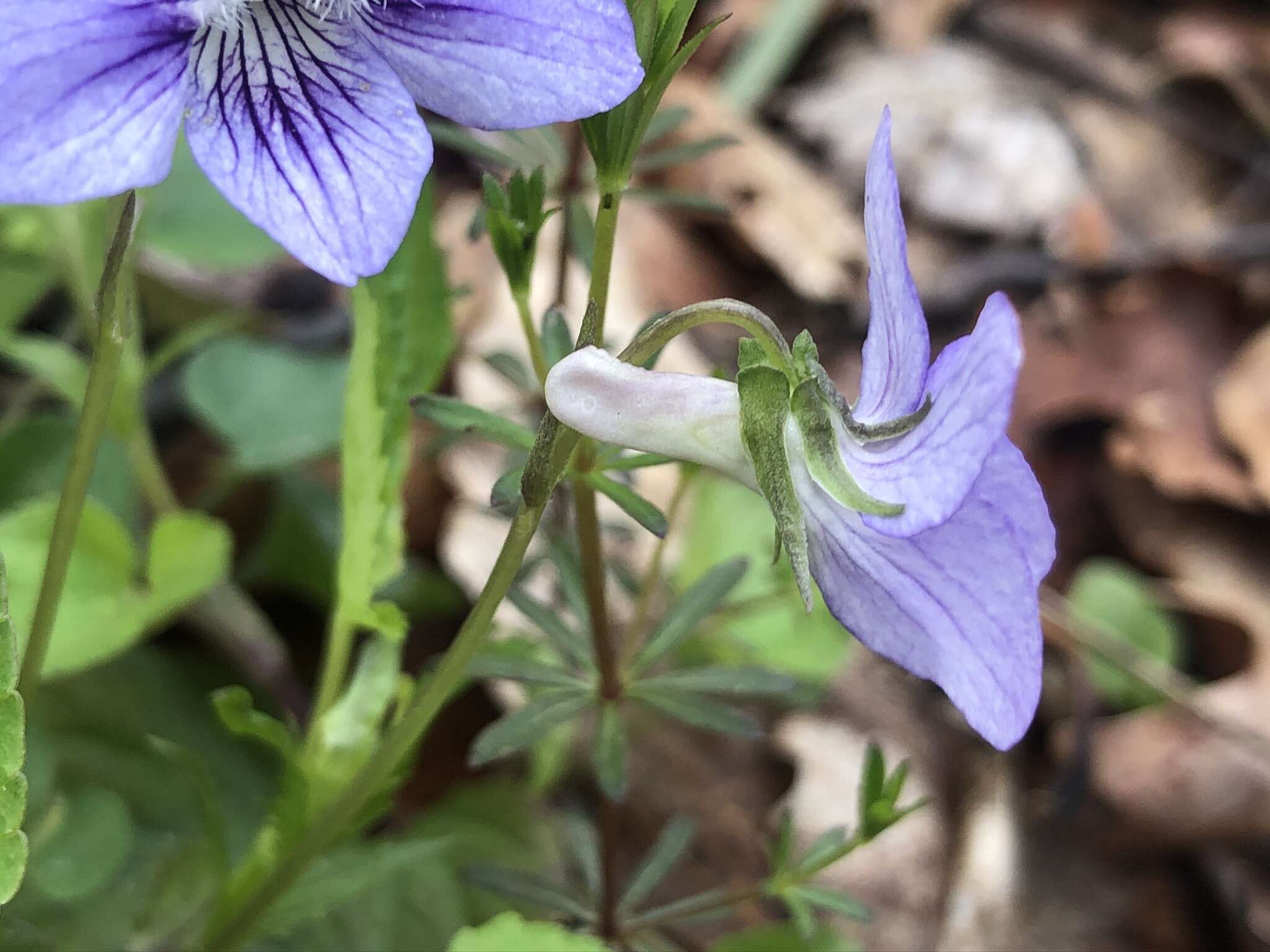 Слика од Viola brauniae Grover ex T. S. Cooperrider