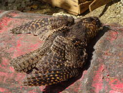 Image of Buff-collared Nightjar