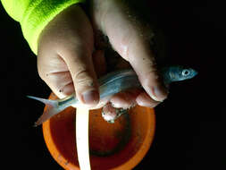 Image de Grunion