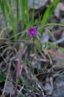 Image of Common Vetch