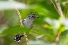 Imagem de Thamnophilus atrinucha Salvin & Godman 1892