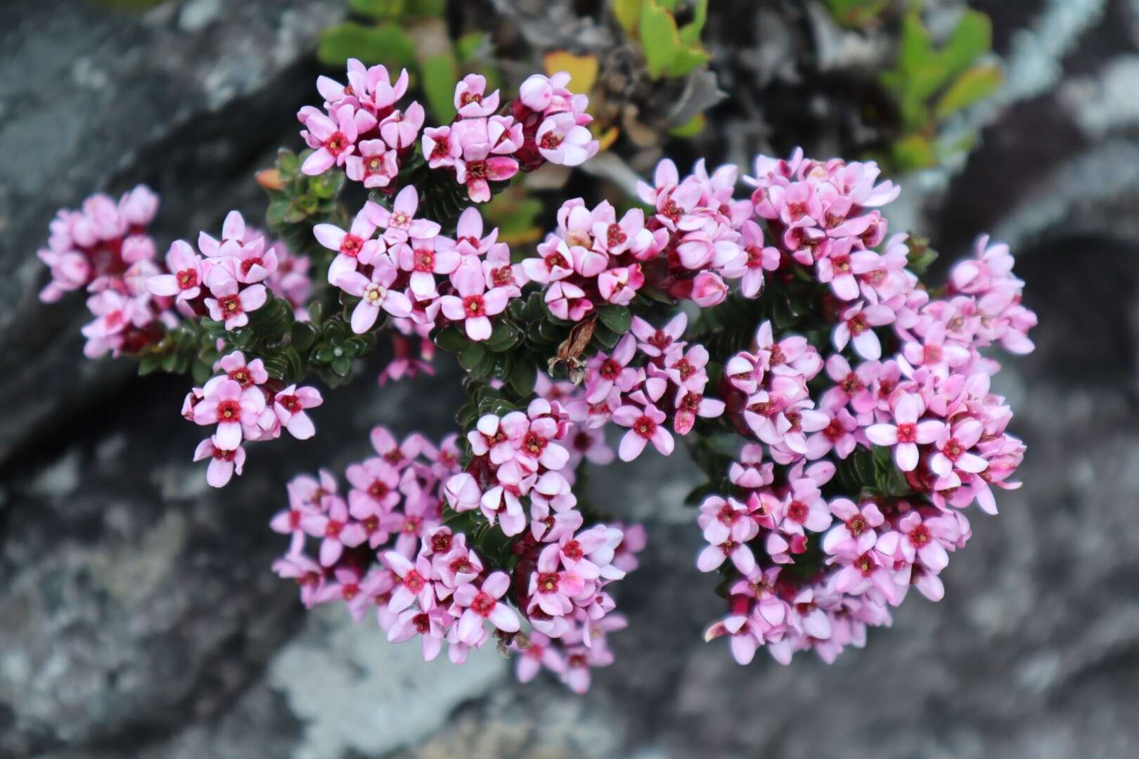 Image of Sonderothamnus petraeus (W. F. Barker) R. Dahlgr.