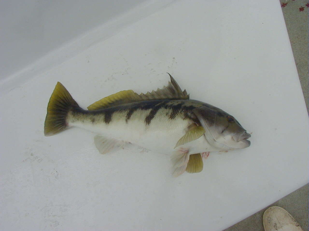 Image of Barred sand bass