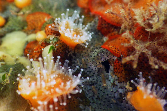 Image of Strawberry anemones