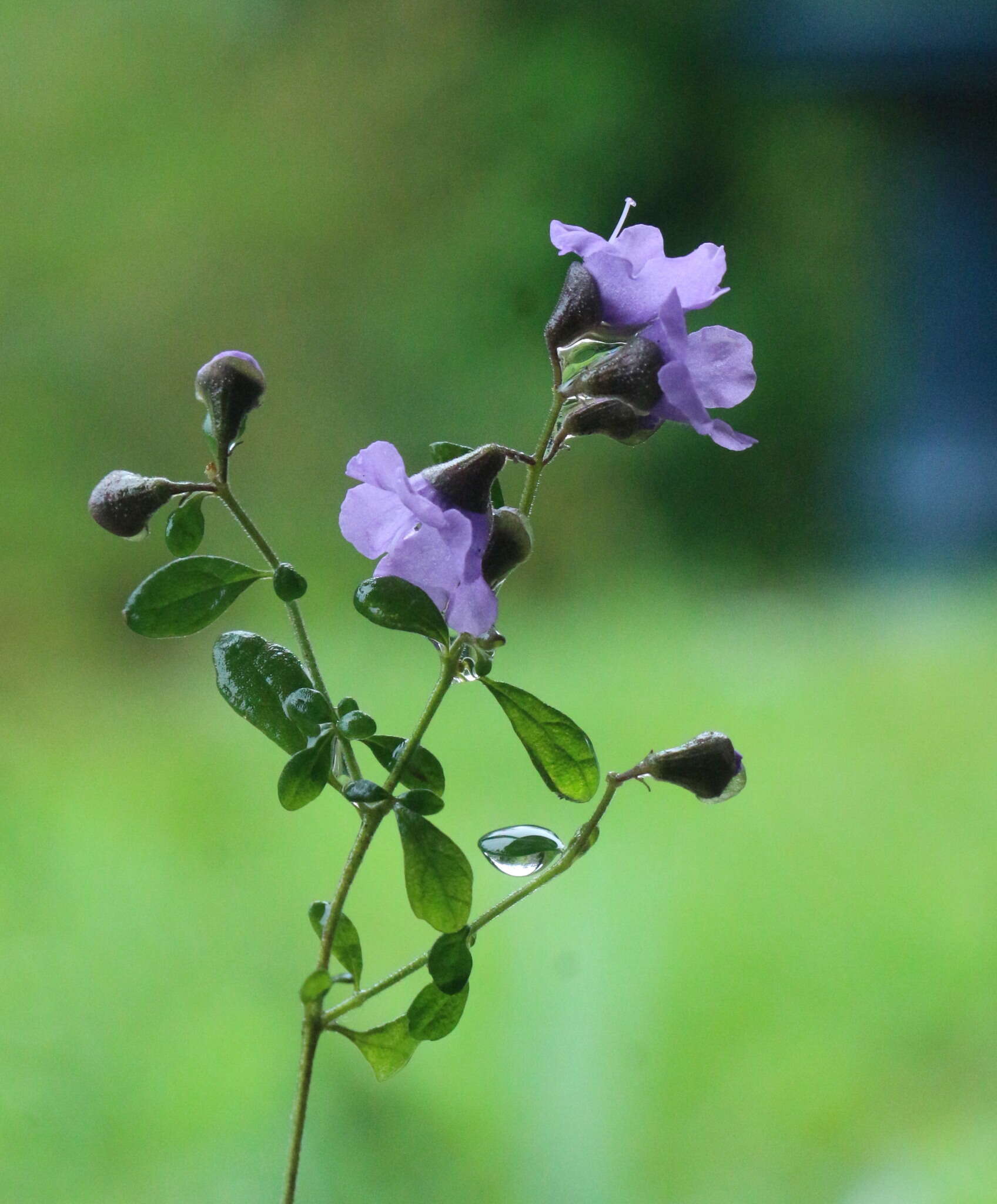 Image of Violet Mint-bush