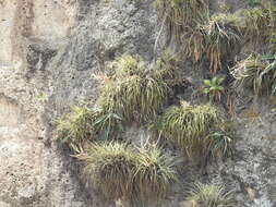 Imagem de Tillandsia copanensis Rauh & Rutschm.