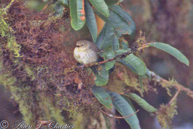 Image of Grey Warbler-Finch