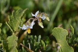 Image of Solanum reineckii Briq.