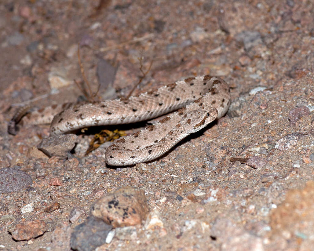 Image of Sidewinder Rattlesnake