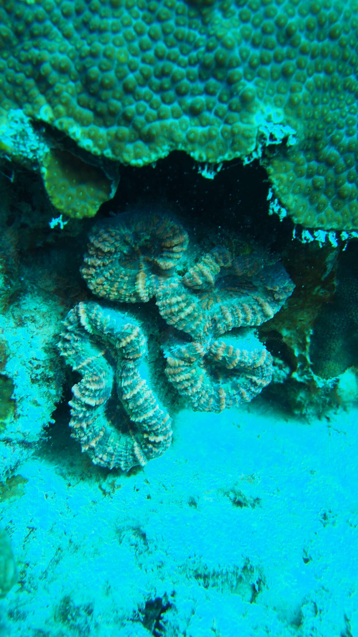 Image of Spiny flower coral