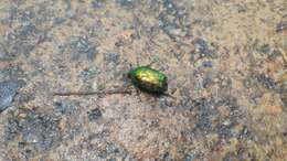 Image of Scarab beetle