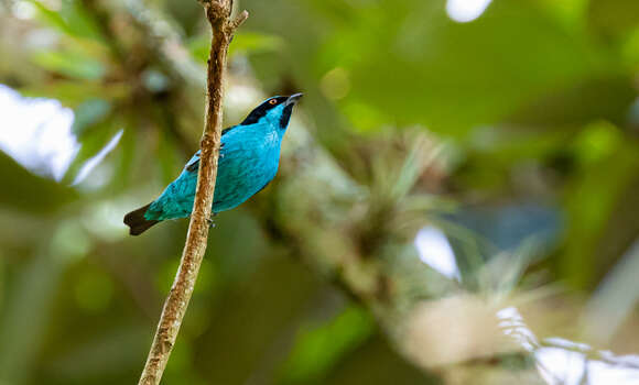 Image of Turquoise Dacnis