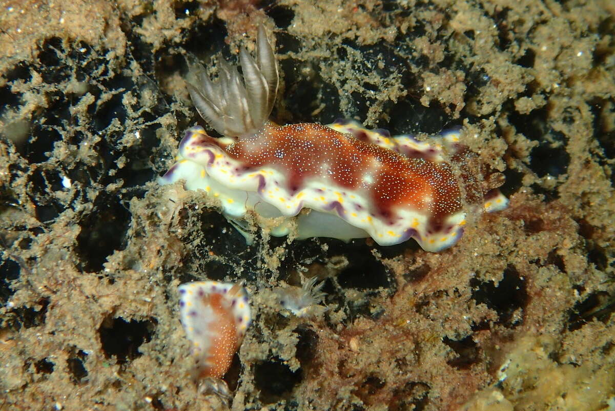 Image of Goniobranchus collingwoodi (Rudman 1987)