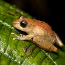 Image of Spurred robber frog
