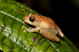 Image of Spurred robber frog