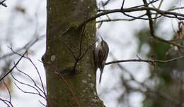 صورة Certhia familiaris macrodactyla Brehm & CL 1831