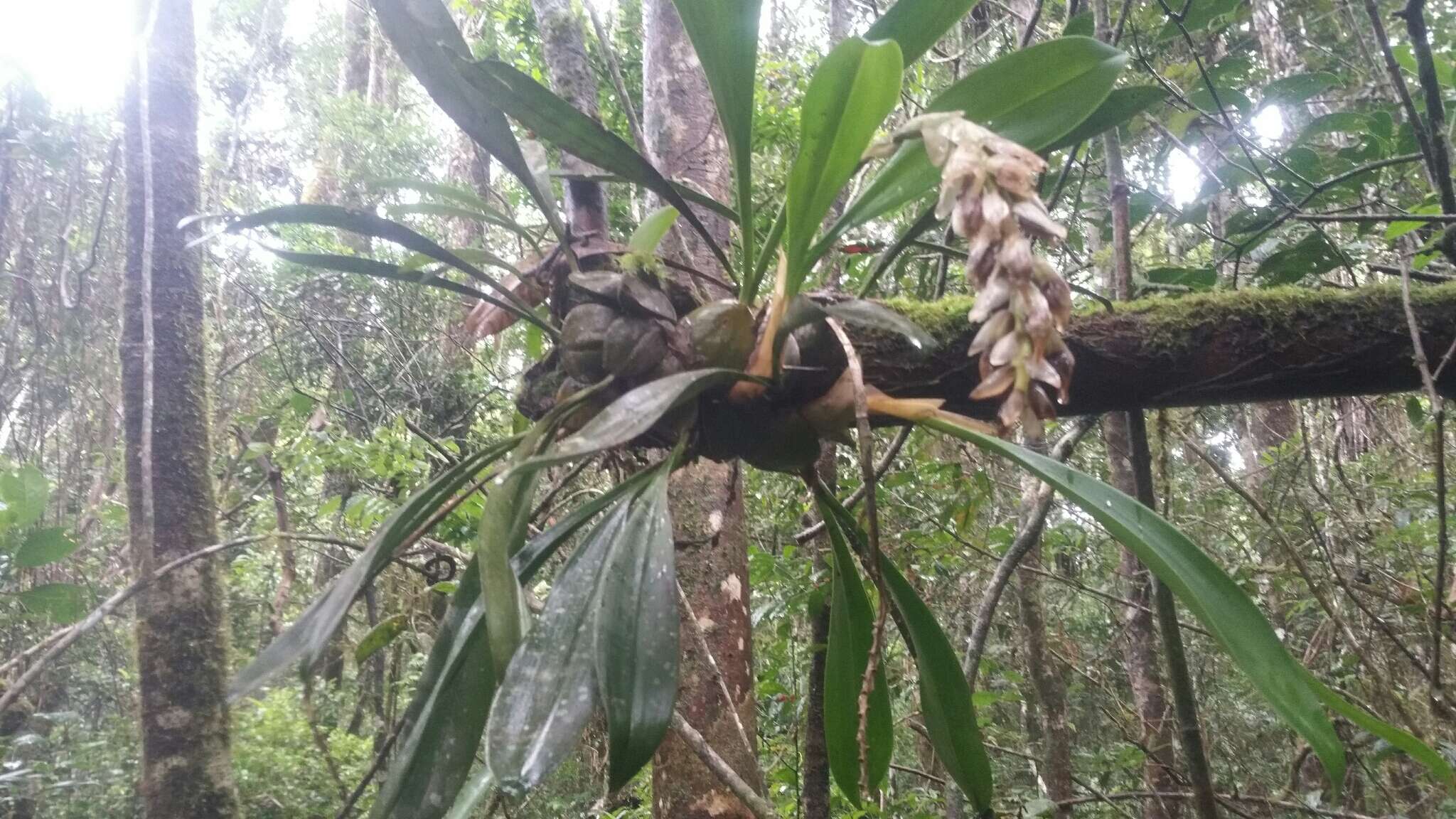 Sivun Bulbophyllum occlusum Ridl. kuva