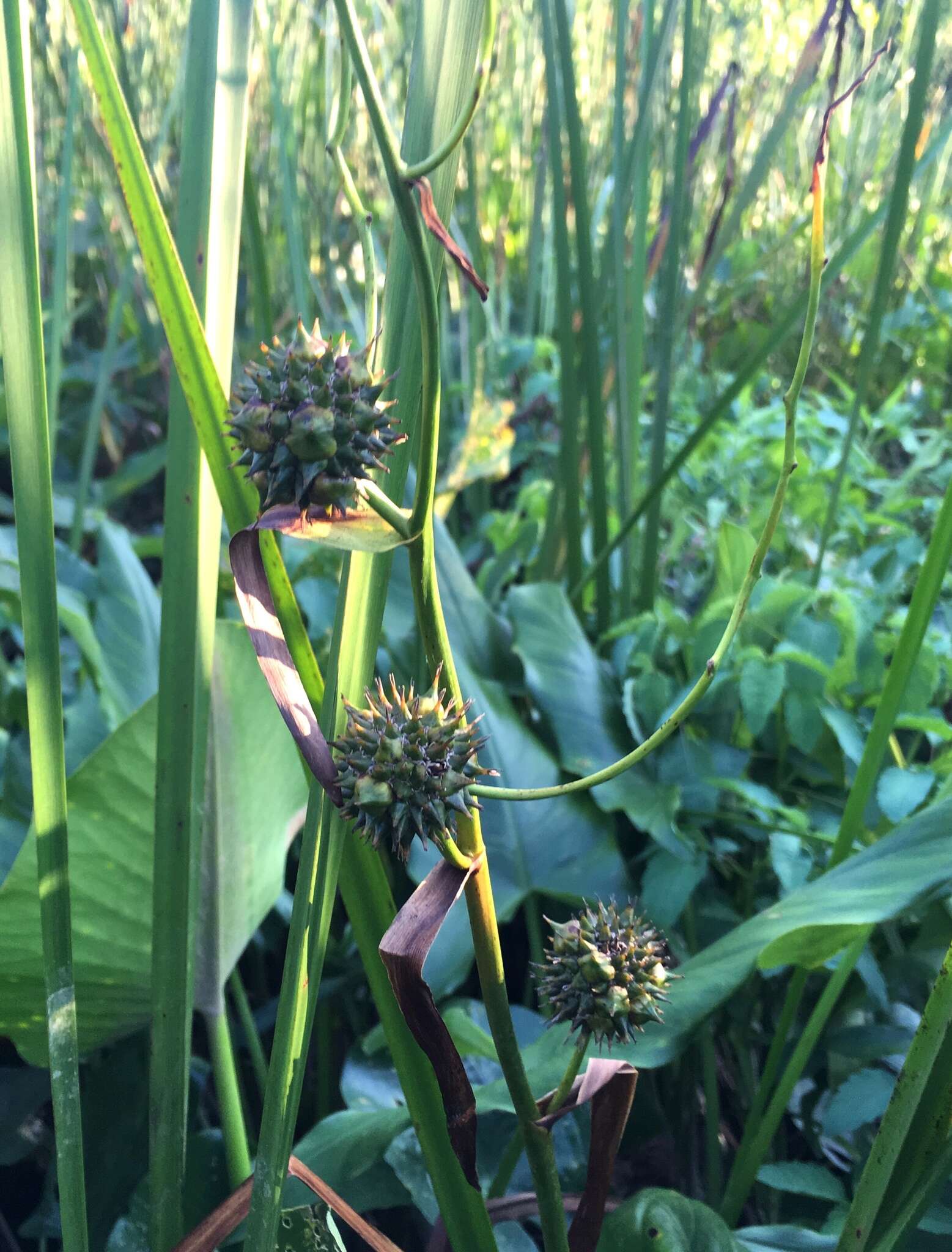 Image de Sparganium americanum Nutt.