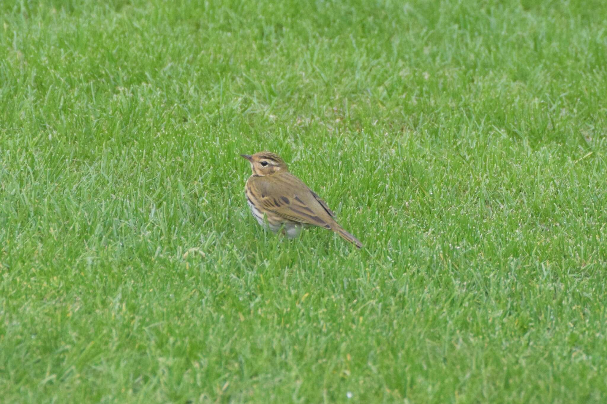 Image of Olive-backed Pipit