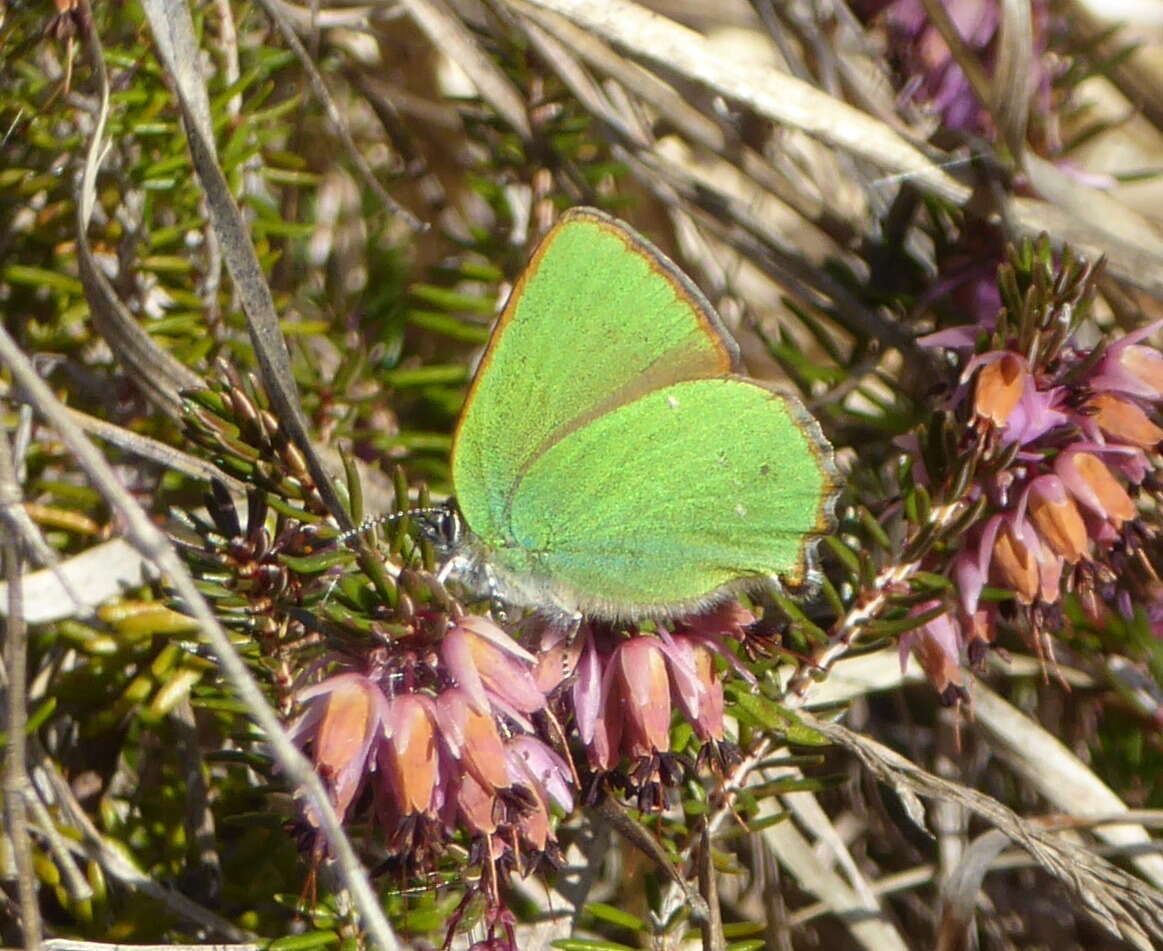 Plancia ëd Callophrys rubi (Linnaeus 1758)