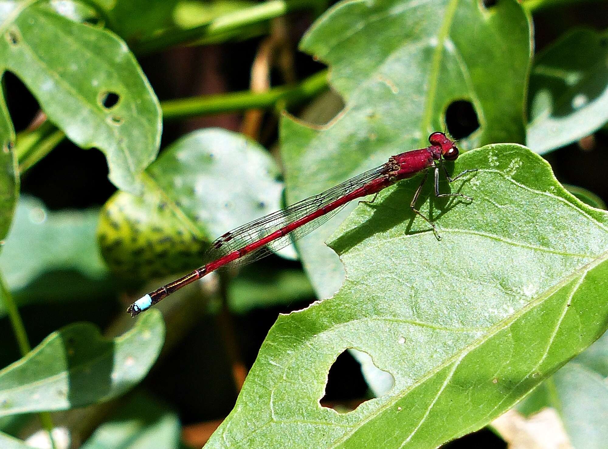 Image of Oxyagrion terminale Selys 1876