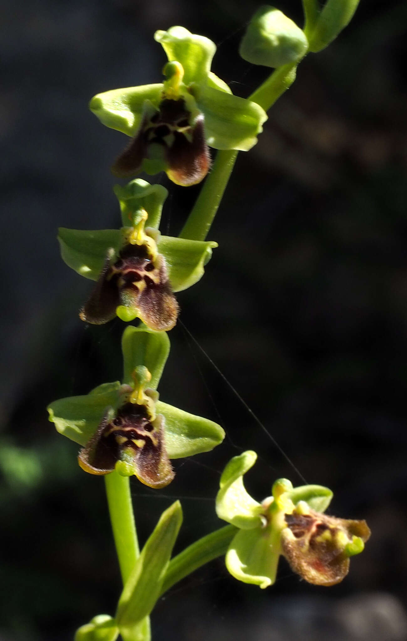 Image of Ophrys fuciflora subsp. bornmuelleri (M. Schulze) B. Willing & E. Willing