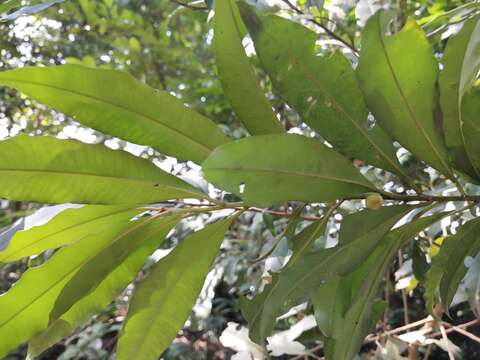 Image of Ardisia quinquegona Bl.