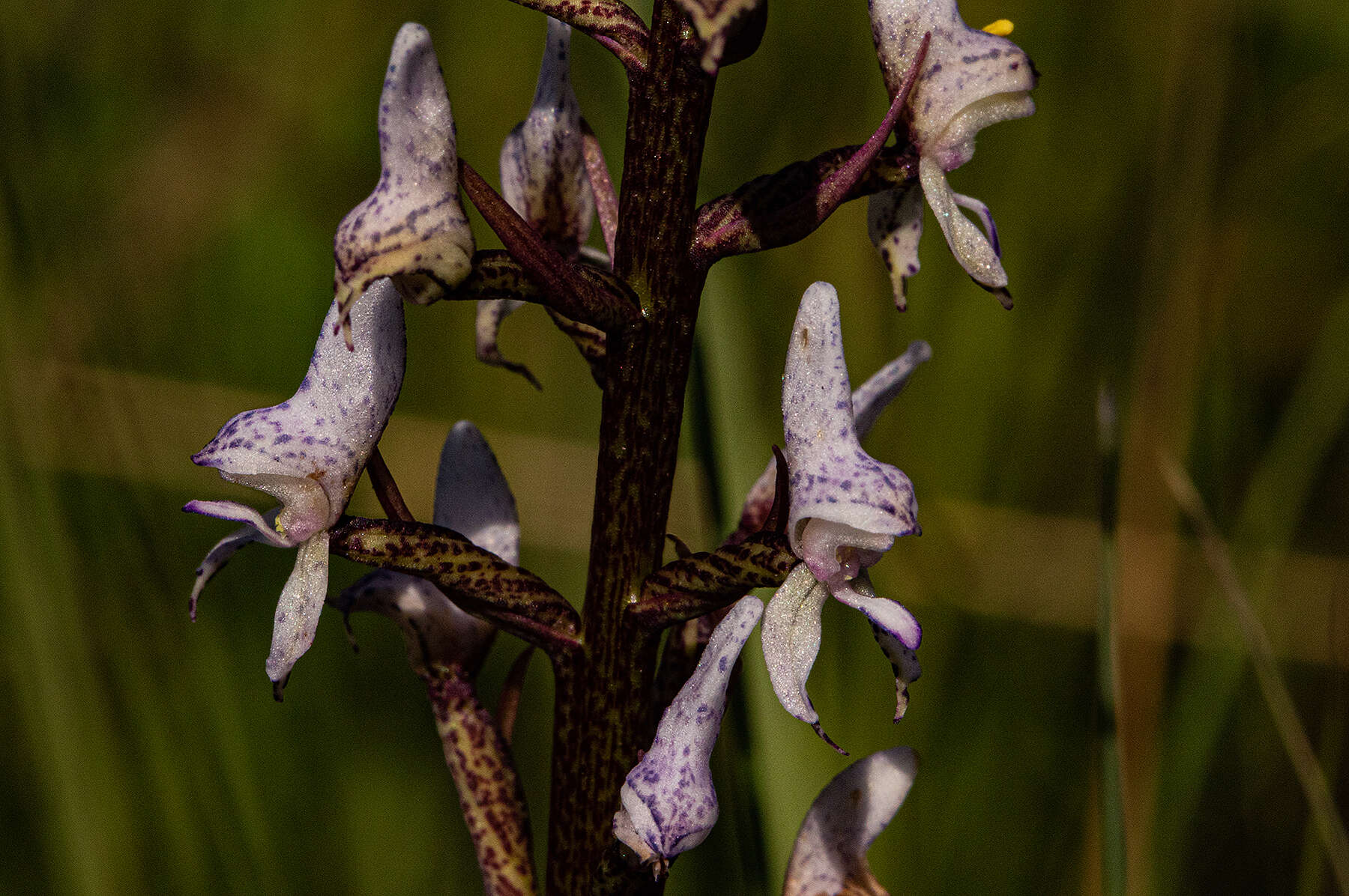 Disa aconitoides subsp. concinna (N. E. Br.) H. P. Linder resmi