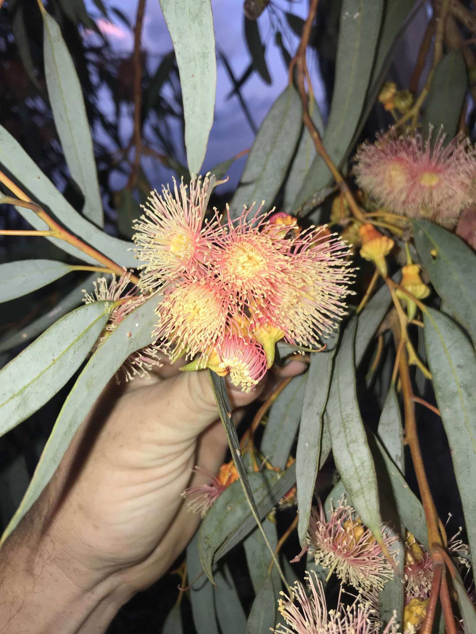 Слика од Eucalyptus torquata Luehm.