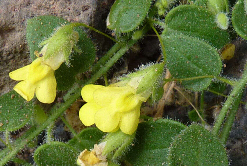 Image of Nanorrhinum elegans (G. Forst.) Ghebr.