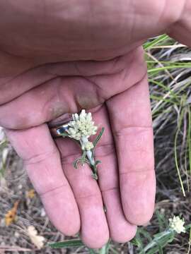 Image of white cudweed