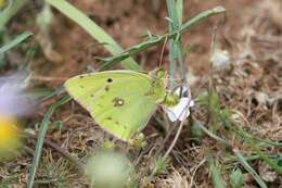 Image of Colias aurorina Herrich-Schäffer (1850)