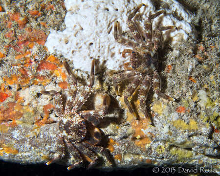 Image of blue-eyed rock crab